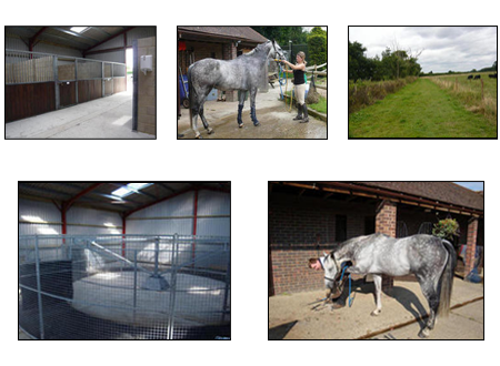Equine Recuperation - Facilities, the Equine Recuperation Centre is a recently opened, family run business in picturesque Binfield near Ascot and Bracknell